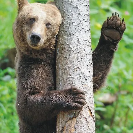 Restaurant Albans Sonne Bad Rippoldsau-Schapbach