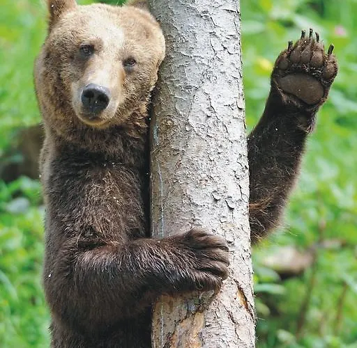 Restaurant Albans Sonne Bad Rippoldsau-Schapbach